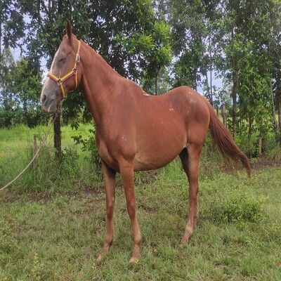 Galindes