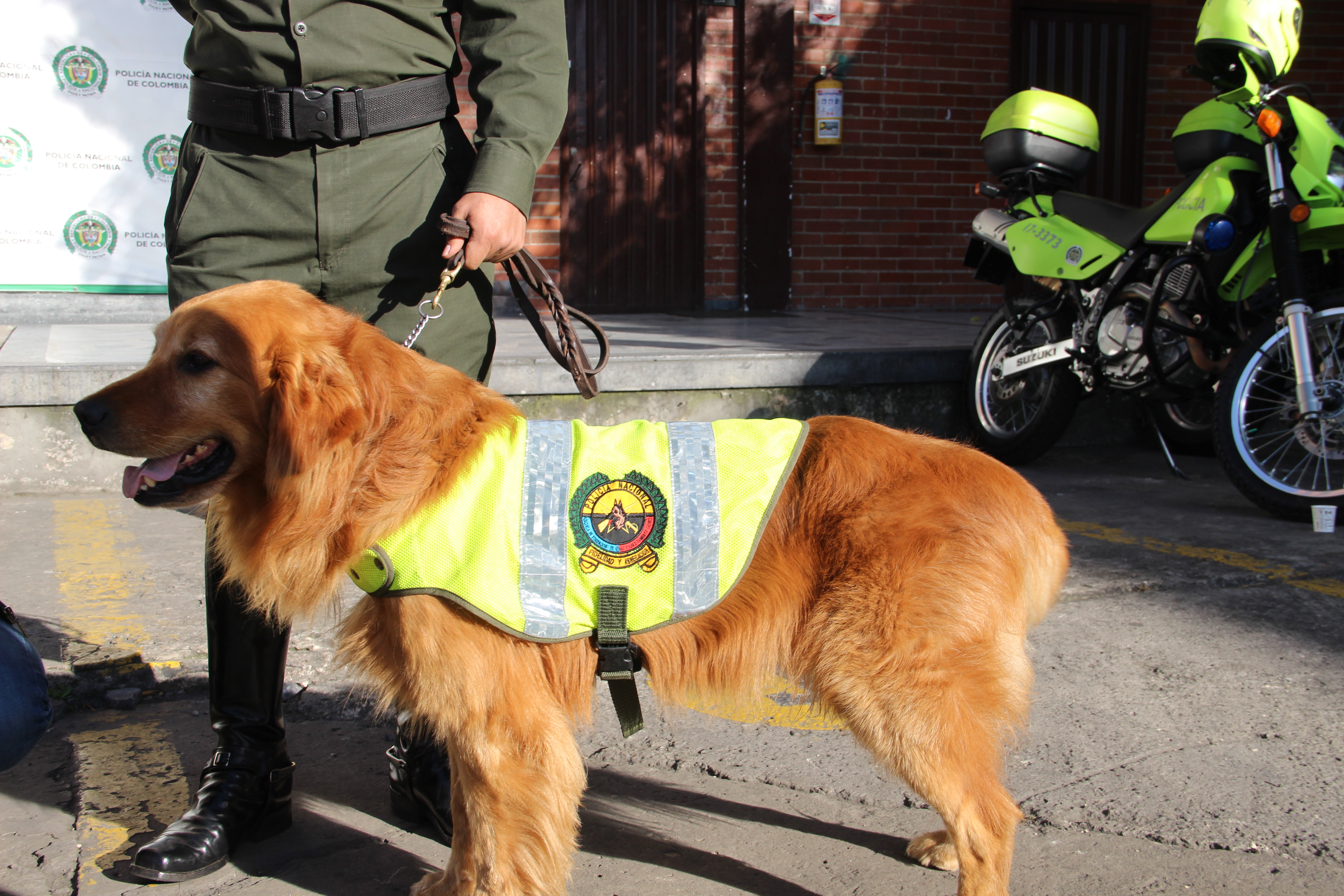 09-10-2017-canino-desmantela-carga-de-marihuana