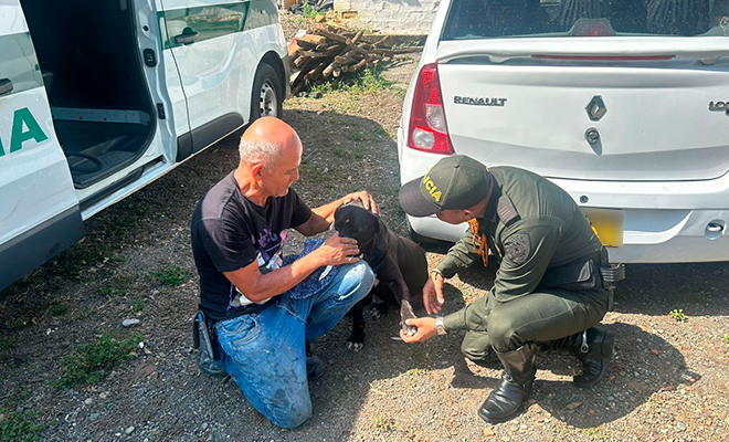 Atenci&oacute;n al canino lesionado