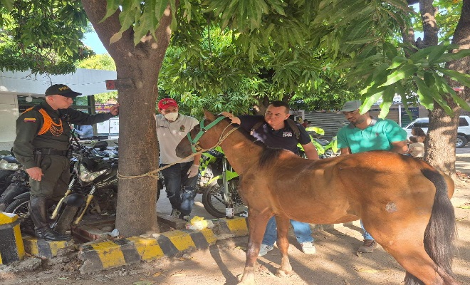 Contundente operativo de control contra el maltrato animal