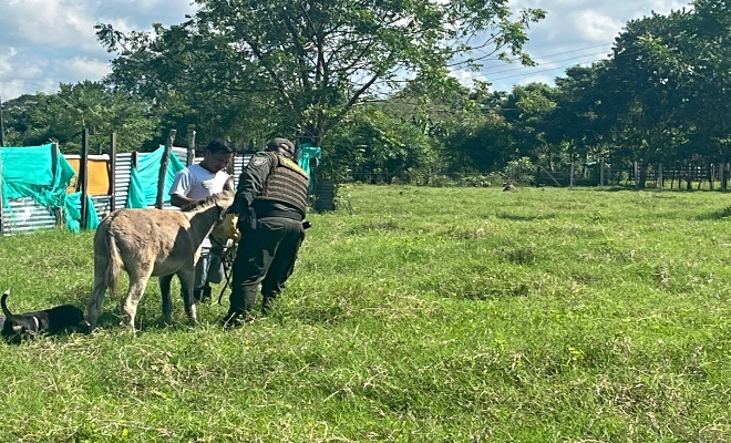Acción oportuna de la Policía Metropolitana protege a un animal y refuerza el compromiso con el bienestar animal en Montería.