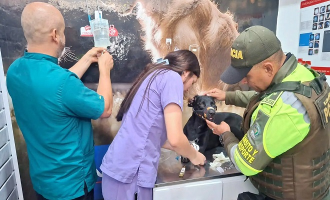 Dos médicos veterinarios, un policía y un canino herido