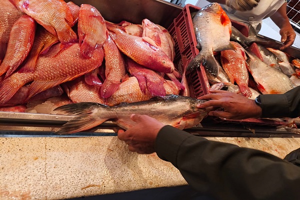 Policía realiza verificación del estado del producto pesquero