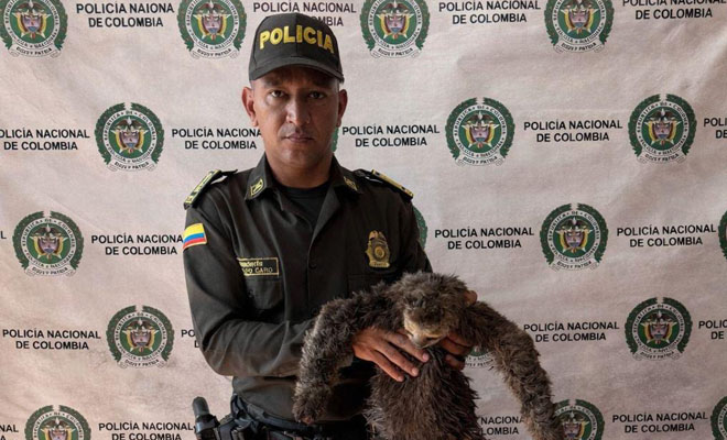 Rescate de oso perezoso