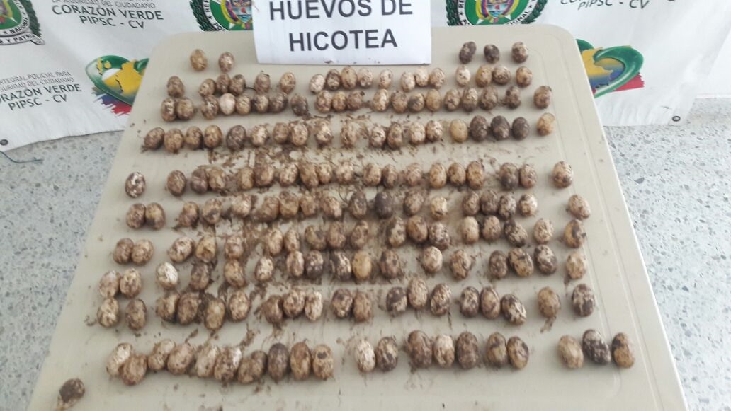 hicotea_2.jpg