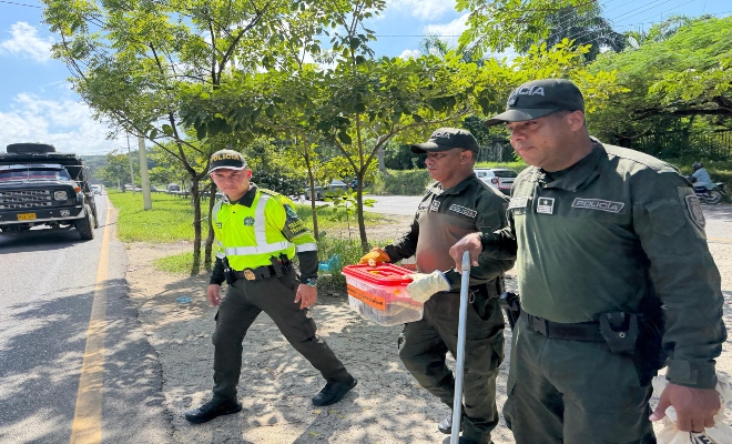 la serpiente fue devuelta a su hábitat natural, lejos de la carretera 