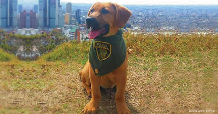perro-policia-colombia-chapinero-bogota