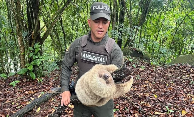 uniformado sosteniendo a un oso perezoso durante una acción de protección de fauna 
