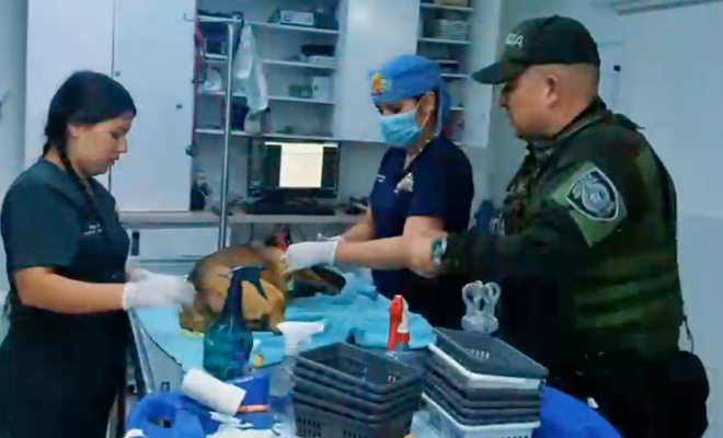 Canino en veterinaria recibiendo ayuda por parte de la Policía Nacional y personal profesional en el área