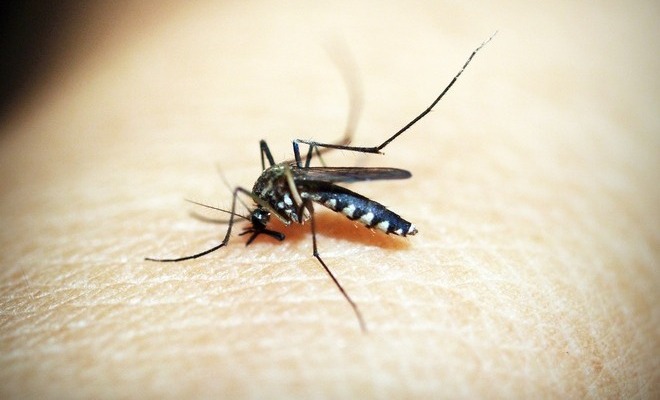 Cuídese del virus del dengue, casos aumentaron en las últimas semanas 