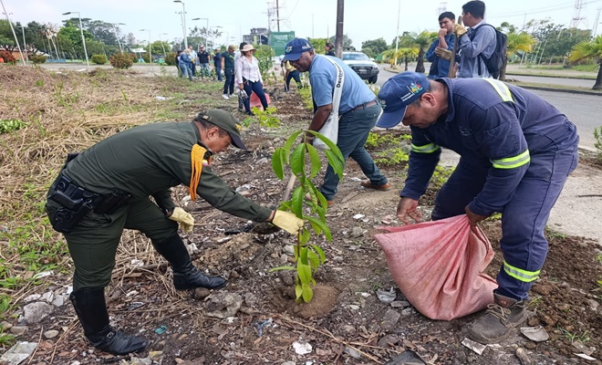 Siembra de 150 árboles en los alrededores del Coliseo Luis F. Castellanos y el sector de la Ciénaga Miramar del Cristo Petrolero.