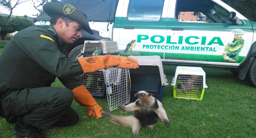 oso