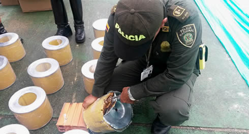 marihuana_amazonas
